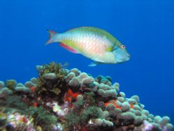 Parrot Fish at Desecheo Island, PR. by John Thompson 
